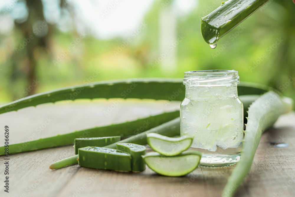 Aloe Vera - das pflanzliche Wundermittel