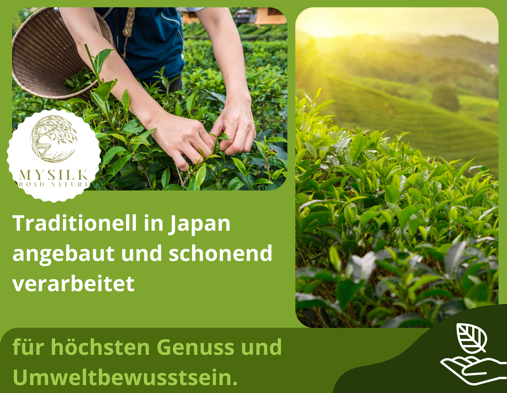 Die faszinierende Welt des Matcha Tees – Entdecken Sie die gesundheitlichen Vorteile und Tradition von echtem japanischem Matcha